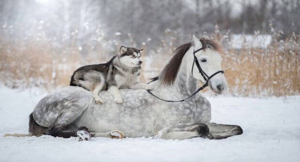 Photographer Captured The Friendship Between A Horse And A Malamute