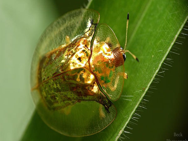 Golden Tortoise Beetle, One Of The Most Striking Beetles That You Could ...