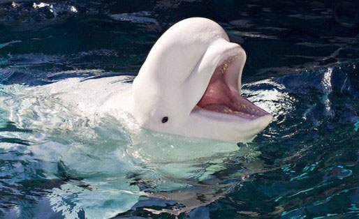 Not Only Has Her Flawless White Skin, The Beluga Whale Also Has A ...