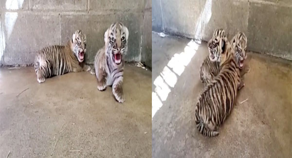 Zoo celebrates birth of critically ᴇɴᴅᴀɴɢᴇʀᴇᴅ Sumatran tiger cubs