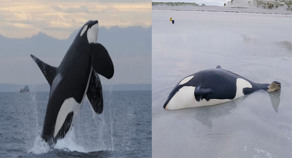 Dramatic ʀᴇsᴄᴜᴇ of a massive 11-foot orca sᴛʀᴀɴᴅᴇᴅ on a remote British island