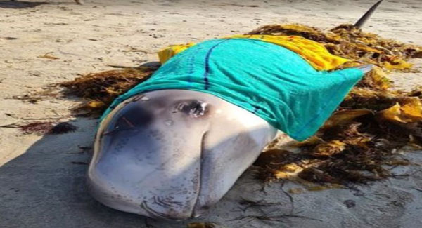 Tourists help a dolphin calf back to the sea – used seaweed and their towels to do it
