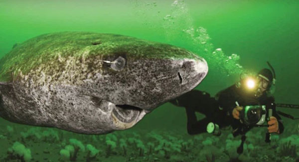 Greenland Sharks May Live for More Than 500 Years