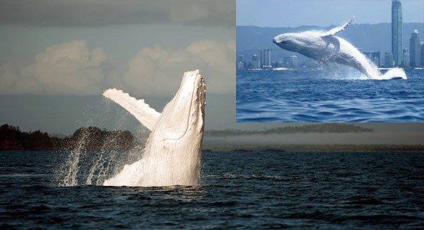 An up-close encounter with Migaloo – the only white humpback whale in the world