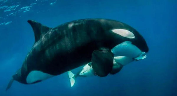  Kɪʟʟᴇʀ Whale with a Dolphin in Its Mouth