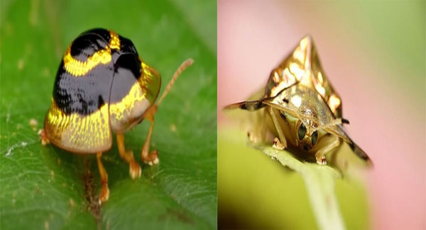 Golden Tortoise Beetle, One Of The Most Striking Beetles That You Could See