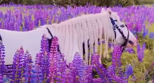 The Enchanting Blue-Eyed Cremello Horse Is In A Field Of Lupines In Moscow