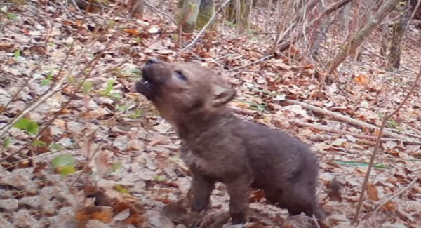 Adorable Little Wolf Pup’s First Howls Caught On Trail Camera