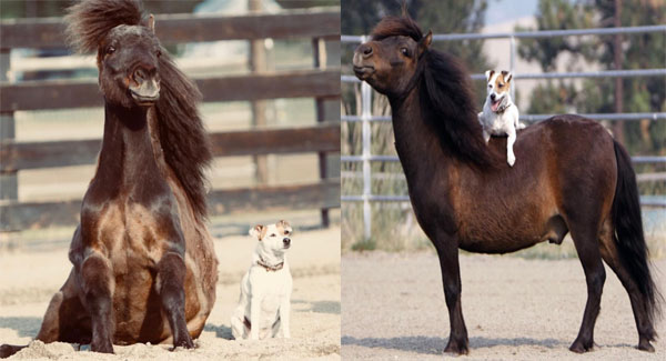 Rᴇsᴄᴜᴇ Horse Forms Special Friendship With ʙʟɪɴᴅ Dog