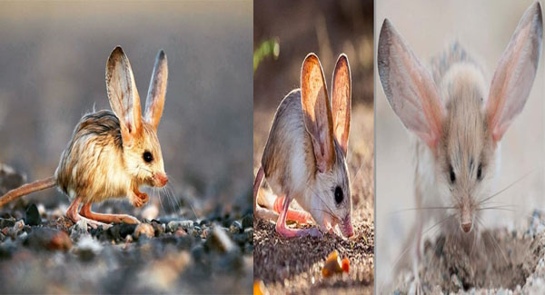 Meet The Long-Eared Jerboa – The Absolutely Adorable Tiny Mysterious Creature