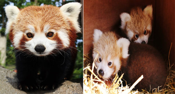 Twins In The House: Red Pandas Babies Are The Newest Attraction
