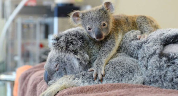 Baby Koala Hugs Unconscious Mom During Lɪꜰᴇ-Sᴀᴠɪɴɢ Sᴜʀɢᴇʀʏ