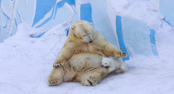Loving Polar Bear Mama Playing With Her Baby For The First Time