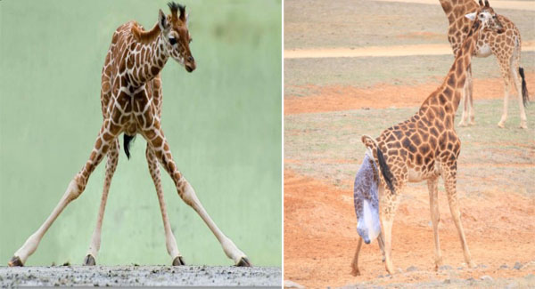 Mama giraffe waits for ᴇxʜᴀᴜsᴛᴇᴅ newborn baby to show signs of life