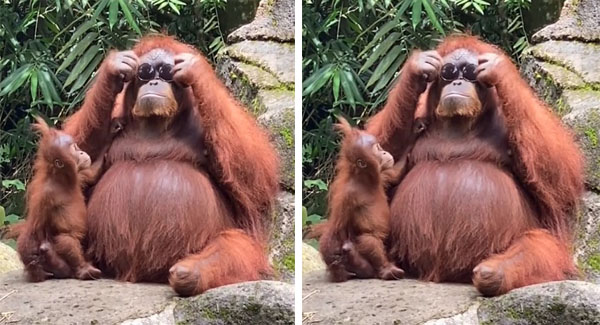 Smart orangutan tries on a pair of sunglasses after visitor drops them in enclosure
