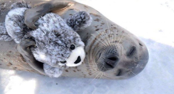 Adorable ᴇᴀʀʟᴇss Seal Loves His New Mini-Me Plush Toy And Can’t Stop Cuddling It