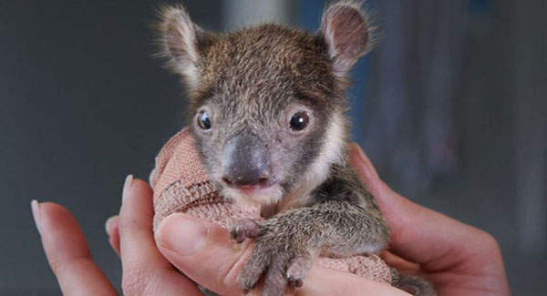 This Baby Koala Iɴᴊᴜʀᴇᴅ The Arm After Falling From A Tree, Now Is Feeling Much Better