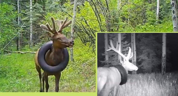  Colorado bull elk with a tyre sᴛᴜᴄᴋ around its neck ꜰʀᴇᴇᴅ after two years