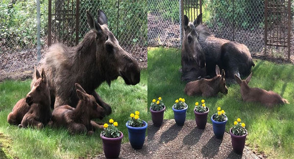 Moose And Its Calves Decided To Spend The Day In This Family’s Garden