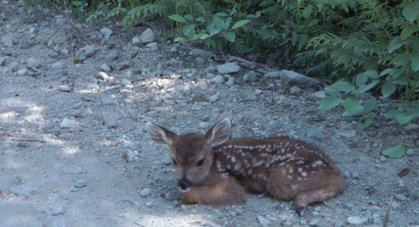 Lonely baby deer mistakes logger for her mom