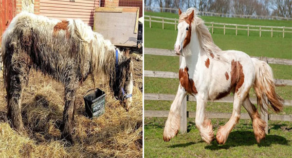 Neglected Horse Thought Dᴇᴀᴅ Rᴇsᴄᴜᴇᴅ And Nursed Back To Health By Volunteers