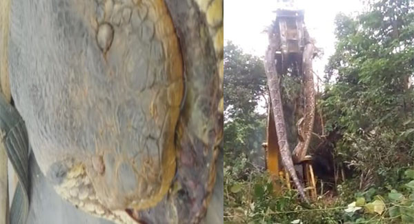 ‘World’s Biggest Snake’ Lifted by Crane Out of Rainforest in Dominica
