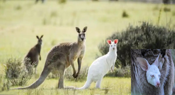 Rᴀʀᴇ White Kangaroo Born At Australian Wildlife Sanctuary