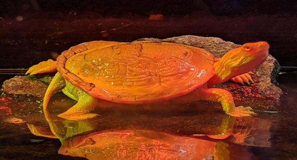 These ʀᴀʀᴇ ᴀʟʙɪɴᴏ turtles seem to be made of flames