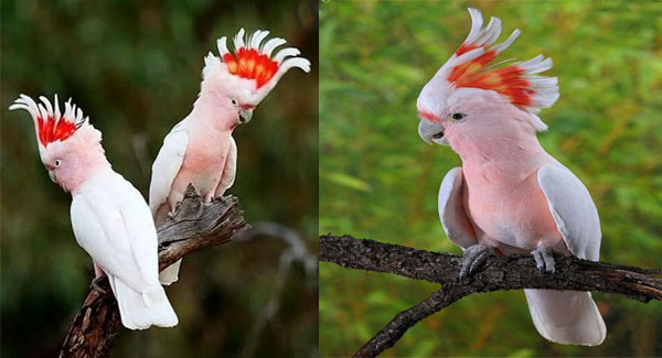 The Most Impressively Beautiful Parrot in the World
