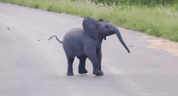  A Baby elephant Dancing Cheerfully With A Flock Of Birds