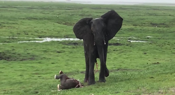 Fantastic Moments When The Herd Of Elephant Celebrate Of Newborn Calf
