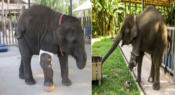 Baby Elephant Who Lᴏsᴛ Her Leg To Land Mine Was Given A Prosthesis By A Cᴏᴍᴘᴀssɪᴏɴᴀᴛᴇ Sᴜʀɢᴇᴏɴ