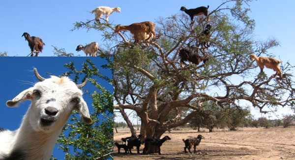 Meet These Bizarre Tree Climbing Goats Whose Poop is Turned Into Luxurious Argan Oil