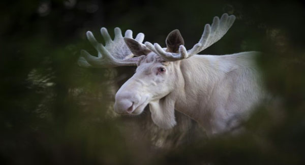  When the ʀᴀʀᴇ leucistic moose appeared before his camera, photographer Anders Tedeholm captured the magic