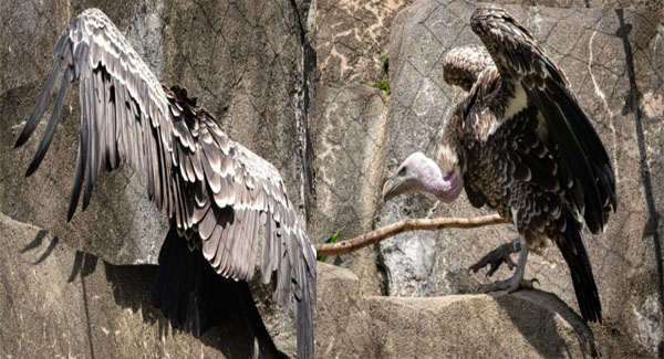 A Committee Of Eɴᴅᴀɴɢᴇʀᴇᴅ Vultures Arrive At The Houston Zoo