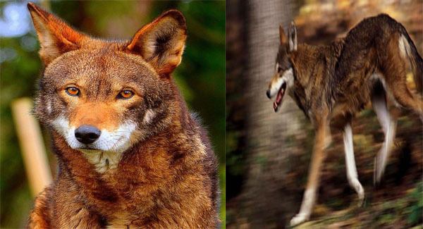 Less Than 10 Left In The Wild, Red Wolf Is In Danger Of Exᴛɪɴᴄᴛɪᴏɴ