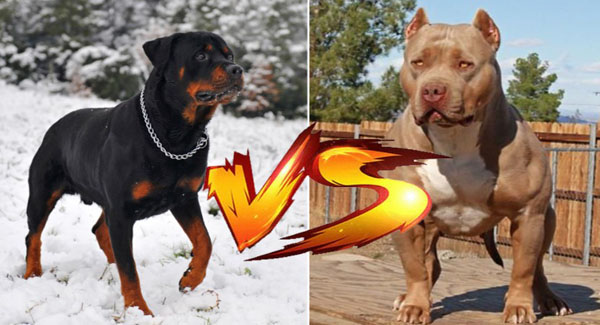 Who is the best among Rottweiler and Pit Bull. Here is a super comparison