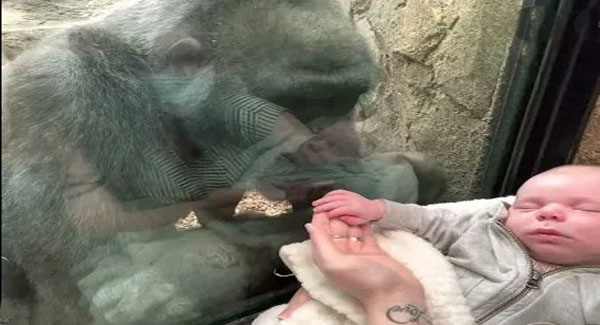 Gorilla Brings Her Baby To Meet Mom And Newborn In Heartwarming Encounter