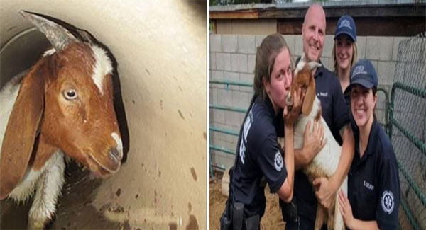 Rᴇsᴄᴜᴇʀs spend hours to sᴀᴠᴇ baby goat stuck in a 250-foot irrigation pipe
