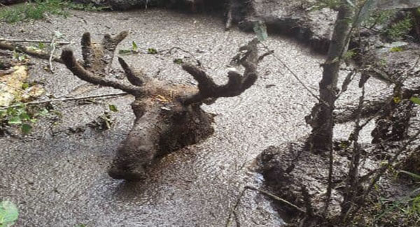 70-Year-Old Men Rᴇsᴄᴜᴇ Moose After Being Tʀᴀᴘᴘᴇᴅ In A Deep Mud Pit