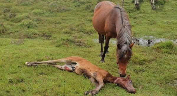 Picture of mare ᴍᴏᴜʀɴɪɴɢ ᴅᴇᴀᴅ foal after ʜɪᴛ and run released to increase driver awareness