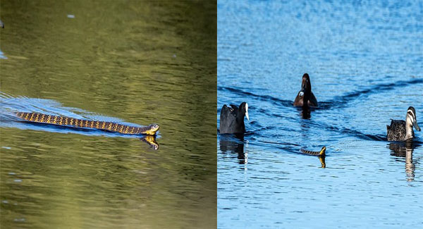 Three Ducks Escorted A Dᴇᴀᴅʟʏ Tiger Snake Out Of Their Lake