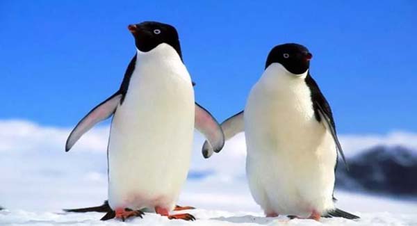 Penguin Couple Spotted Romanticly Holding Hands While Walking Along The Beach
