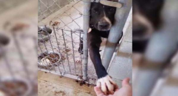 Friendly pup wants to hold hands with anyone passing by his kennel