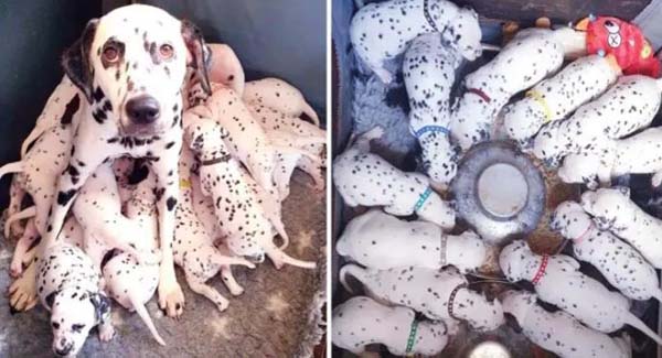 Vet Says Dalmatian Will Have 3 Puppies, Dog Gives Birth To 18 Instead