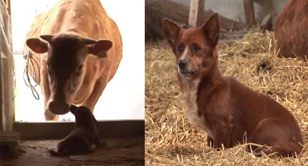 Tiny dog breaks down in tears when reunited with the cow who raised him