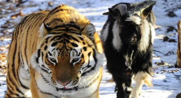 Russian tiger befriends brave goat instead of ᴇᴀᴛɪɴɢ it