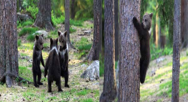 A Trio Of Adorable And Playful Baby Bears Spotted Dancing In Finland Forest