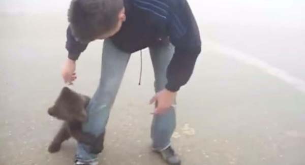 Sweet bear cub grabs man’s leg, prompting the most adorable ‘ᴀᴛᴛᴀᴄᴋ’ ever
