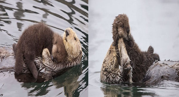 Mother Otter Carries Baby On Her Belly To Keep It Dry And Warm